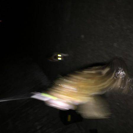 タチウオまだなんでガシラ