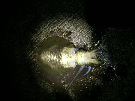 型が良くなってきました