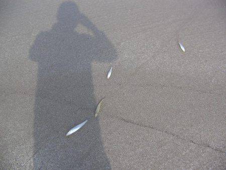 投げ釣りシロギス爆釣