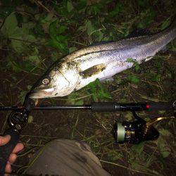 リバーシーバス