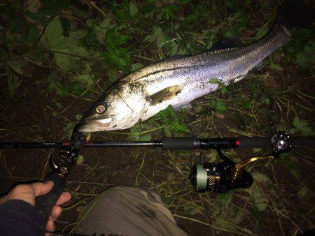 リバーシーバス