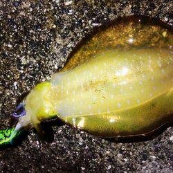 餌木猿唐草模様で爆