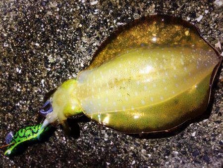 餌木猿唐草模様で爆