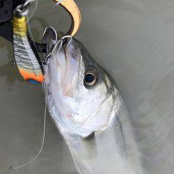 熊野川シーバス