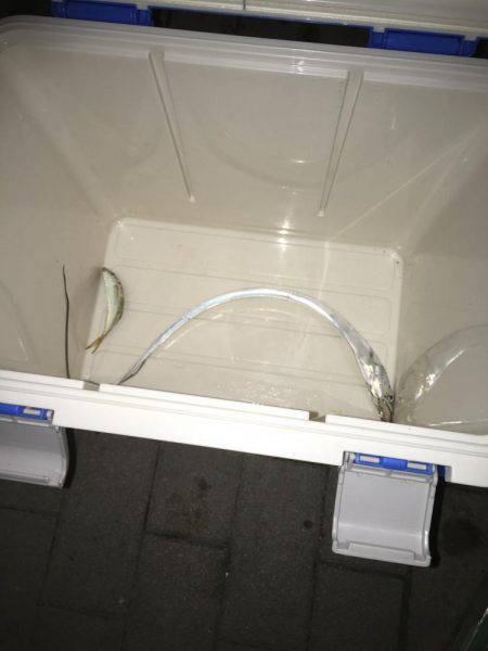 初ワインドタチウオ