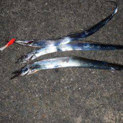 太刀魚はスナップラップ8お好き(╹◡╹)♡