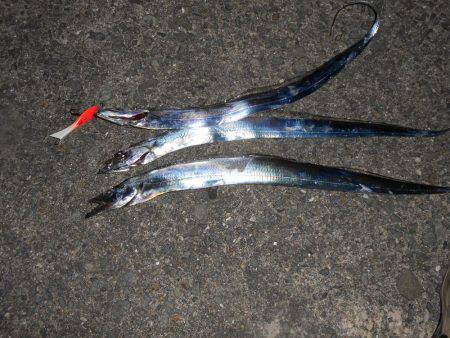 太刀魚はスナップラップ８お好き（╹◡╹）♡…