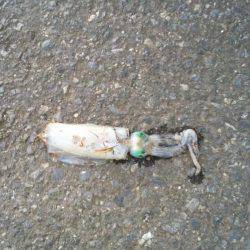 ナイトシーバス&アオリ