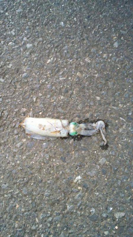 ナイトシーバス&アオリ