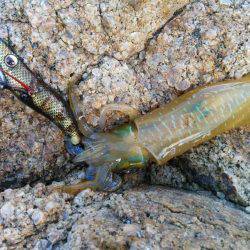 今年初、新子アオリ