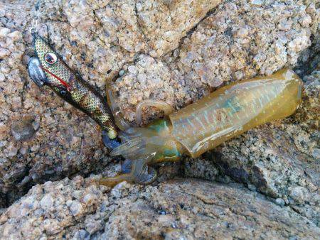 今年初、新子アオリ