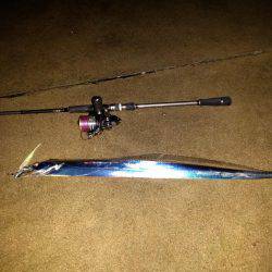 雑賀崎、外向きにてタチウオ