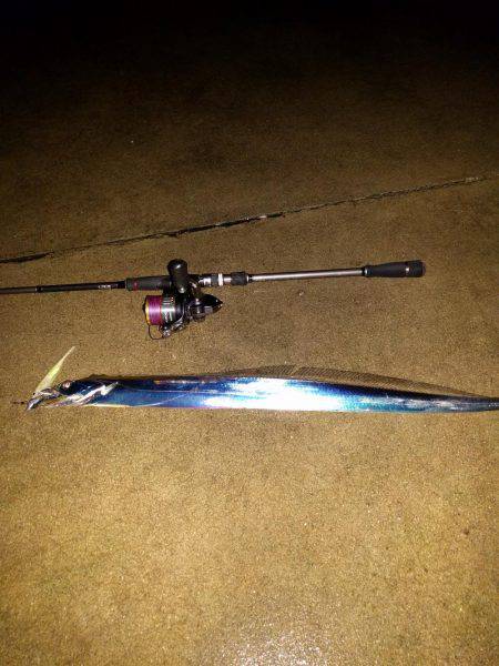 雑賀崎、外向きにてタチウオ