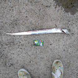 早朝のタチウオ