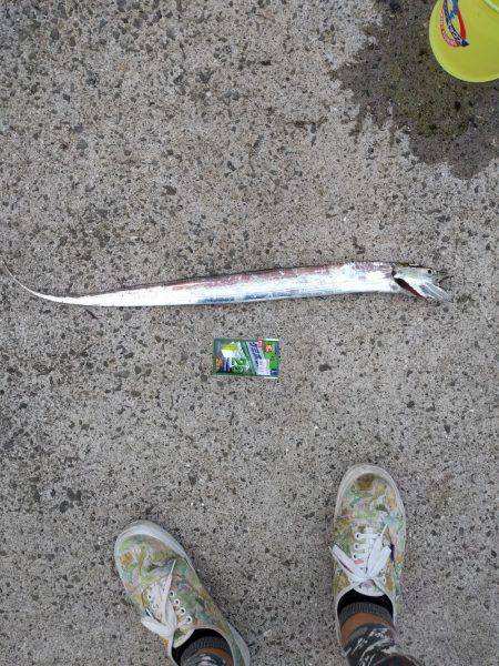 早朝のタチウオ