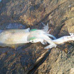 エギング練習会