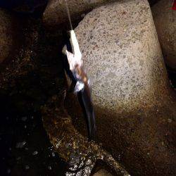 青岸のタチウオ