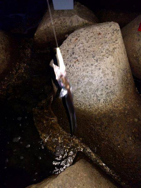 青岸のタチウオ