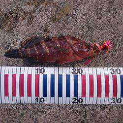 タイラバサビキでアカビラ(カンパチ)、アコウゲット！