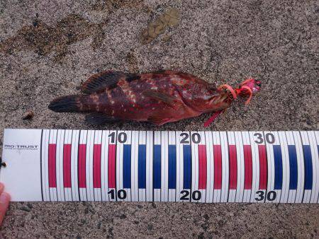 タイラバサビキでアカビラ(カンパチ)、アコウゲット！