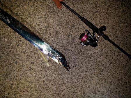 青岸にてタチウオと…