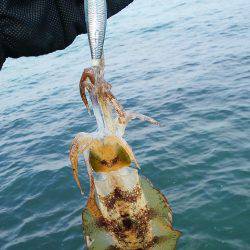 荒れる前にエギング