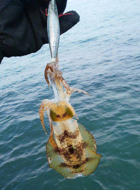 荒れる前にエギング