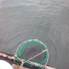 海上釣り堀岬でかんぱチねらい