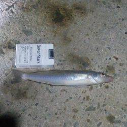 エグいキス釣れた