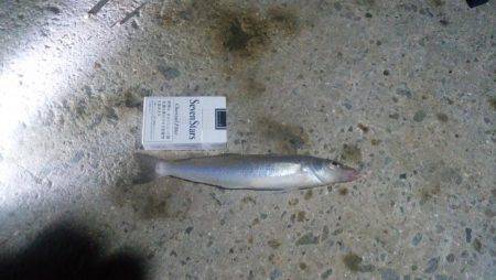 エグいキス釣れた