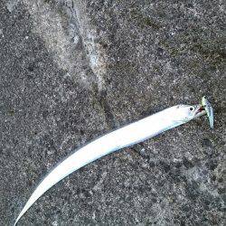 サーベリング！