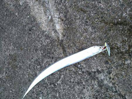 サーベリング！