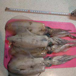 アオリイカランガン