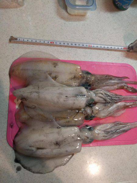 アオリイカランガン