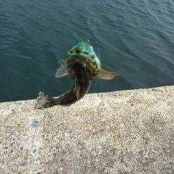 エサ取りはベラ