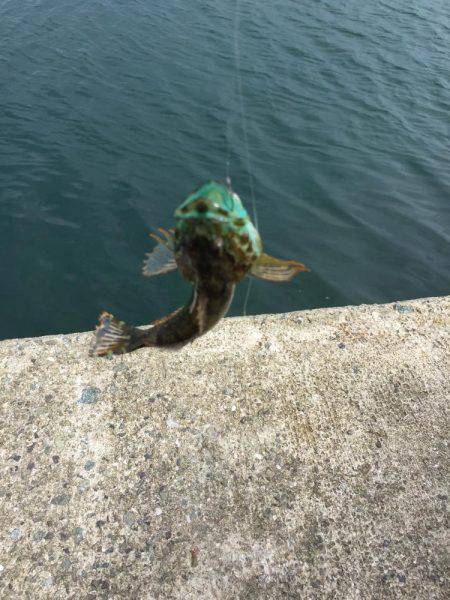 エサ取りはベラ