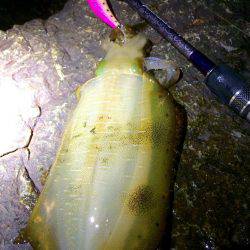 磯歩きでイノシシに遭遇…