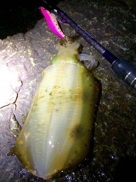 磯歩きでイノシシに遭遇…