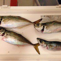 まさかのタチウオ坊主！？