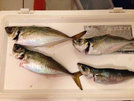 まさかのタチウオ坊主！？