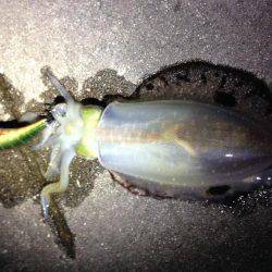 今年初エギング