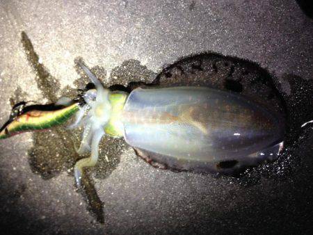 今年初エギング