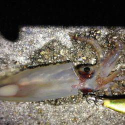 ケンサキとアオリと丸焼きと。