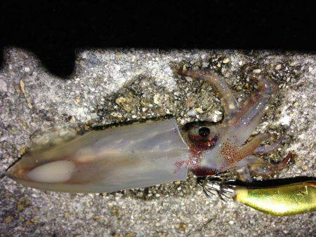 ケンサキとアオリと丸焼きと。