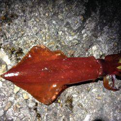 イカの天ぷらが食べたくて