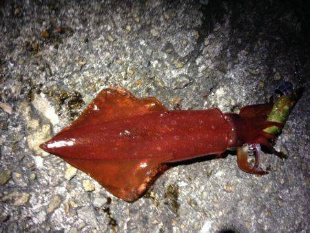 イカの天ぷらが食べたくて