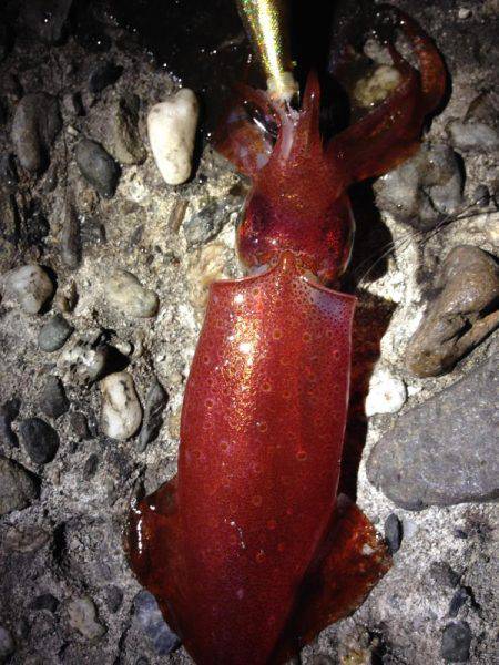 結構釣れました