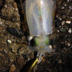 豪雨直後の朝マヅメ釣行 やっぱり渋い