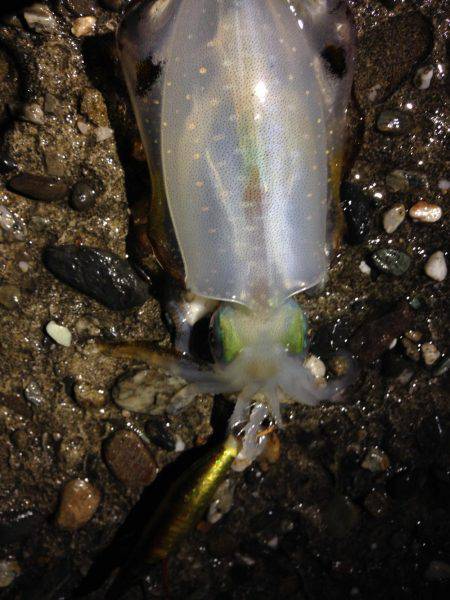豪雨直後の朝マヅメ釣行 やっぱり渋い