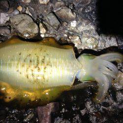 足元で釣れた！